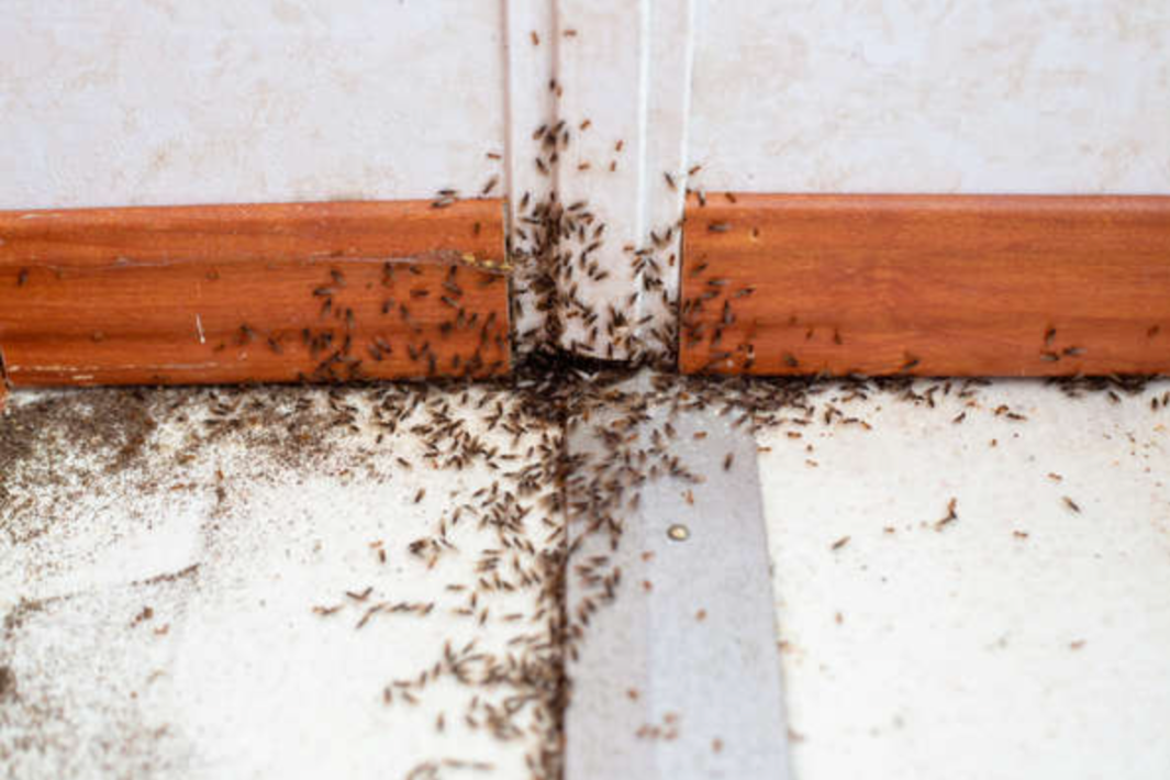 bug_pests_indoor