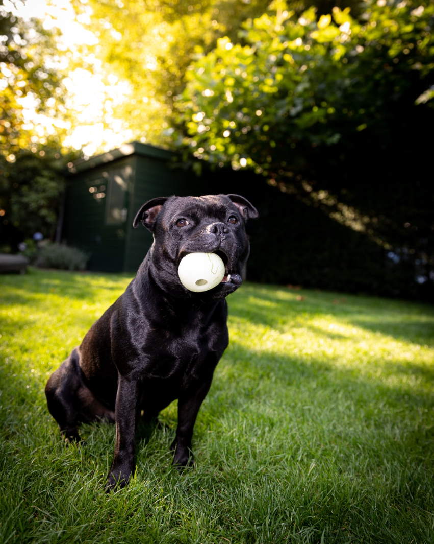 black labrador retriever biting white ball on green grass field during daytime