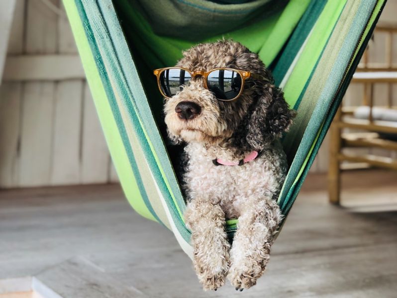 brown and black poodle puppy on green hammock