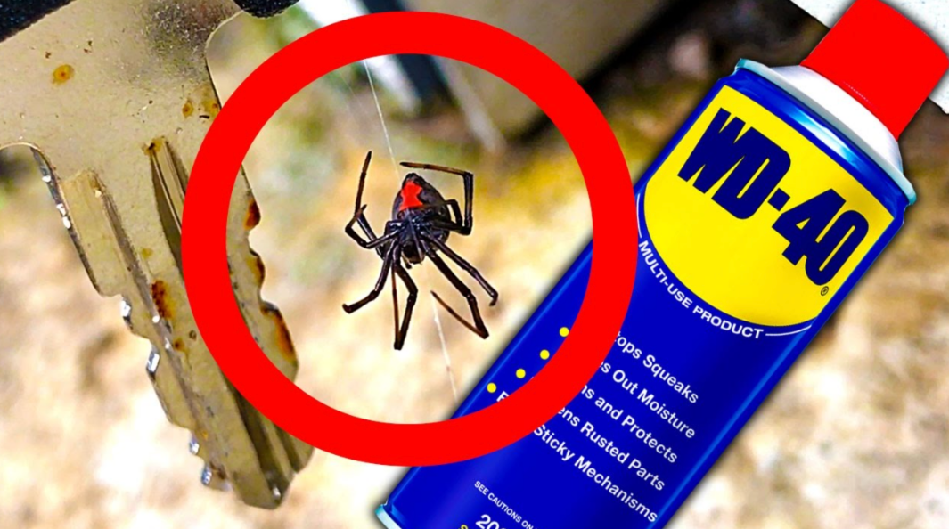 wd40_getting_rid_of_bugs
