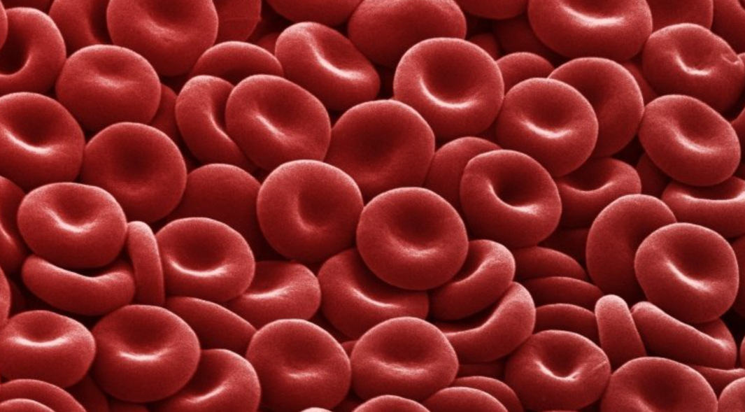 red_blood_cells_image