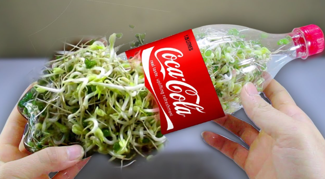 Coke_bottle_growing_beansprouts